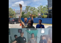 Ngeri! Desisan Dikira Suara Bebek, Ternyata King Kobra 3 Meter di Bawah Lemari