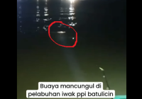 Pemancing Resah, Buaya Muncul Dekat Pelabuhan PPI Batulicin