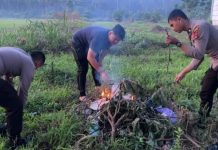 Satres Narkoba Polres HST Bakar Tanaman Kecubung di Jalan Batuah Pandawan