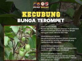 Berbahaya Jika Dikonsumsi Manusia, Begini Efeknya Jika Kecubung Dimakan Tikus