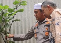 3 Tanaman Kecubung di Gambah Dalam Barat Dimusnahkan Polres HSS