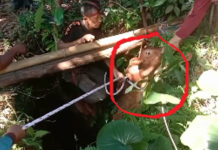 Dramatis, Damkar Tala Evakuasi Anak Sapi Tercebur di Sumur Desa Martadah