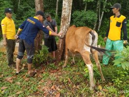 Cegah PMK, Dinas Pertanian Banjar Vaksinasi Gratis Ratusan Sapi di Desa Rantau Balai