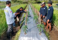 BPP Martapura Barat Bantu Petani Desa Pengalaman Kendalikan Hama Cabai