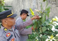 19 Pohon Kecubung Dimusnahkan Polsek Banjarbaru Utara