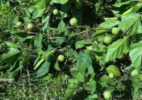 Warga dan Pejabat Kecamatan Tegas Musnahkan Tanaman Kecubung di Kebun