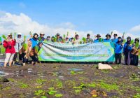 Tangkal Darurat Pangan, BPP Simpang Empat Tanam Padi Unggul Inpari 32 di Desa Berkat Mulya
