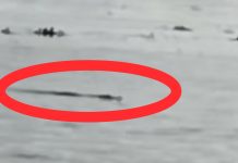 Penampakan Buaya di Sungai Barito Menuju Jembatan Rumpiang