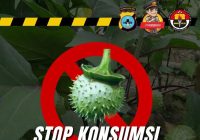 Heboh Fenomena Mabuk Kecubung, Dinas Kesehatan Kota Banjarmasin Beberkan Bahayanya Mengonsumsi Kecubung