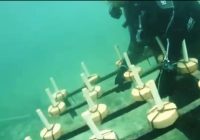 PLN Manfaatkan Isolator Sebagai Inovasi Media Transplantasi Terumbu Karang Pantai Damba Enggang Borneo Balikpapan