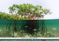 BRIN: Konversi Mangrove Butuh Waktu Ratusan Tahun