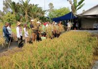 Kalsel Panen Padi Apung 6,9 Ton