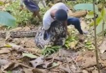 Kakek Berusia 65 Tahun Warga Balikpapan Tewas Dililit Ular Pithon