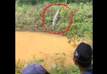 Penampakan Buaya Berjemur di Tepi Danau di Desa Mekar Jaya Kecamatan Angsana