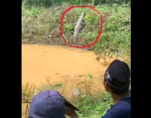 Penampakan buaya berjemur di tepi danau di Desa Mekar Jaya, Kecamatan Angsana, Kabupaten Tanah Bumbu. (wartabanjar.com - Ist. Tanah Bumbu Info)