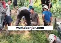 Buaya di Desa Mekar Jaya Tanah Bumbu Berhasil Ditangkap, Begini Kondisinya