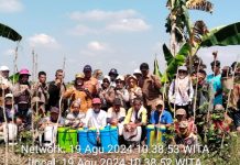 BPP Martapura Barat Ajak Petani Kendalikan Hama Keong Mas