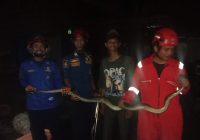 Petugas DPKP Banjar Evakuasi Ular Phyton di 2 Lokasi dalam Sehari