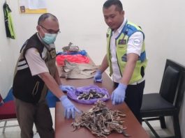 Badan Karantina Gagalkan Kiriman Sirip Pari Hingga Kuda Laut Kering ke Jakarta