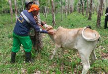 Tingkatkan Kesehatan Hewan Ternak, Dinas Pertanian Banjar Gelar Pengobatan Gratis di Desa Gunung Batu