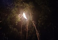 Tim DPKP Banjar Musnahkan Sarang Tawon di Pohon dengan Cara Dibakar