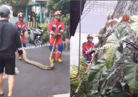 Tegang! Anggota Damkar Tangkap Piton Besar di Pagar Tembok Rumah Warga dengan Tangan Kosong