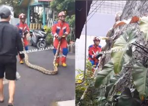 Damkar Jakarta menangkap ulan piton besar