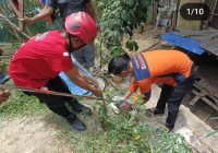 Ular Sepanjang 3 Meter Gegerkan Warga Paringin Selatan