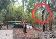 Mayat Tergantung di Pohon di Guntung Manggis Sudah Dievakuasi