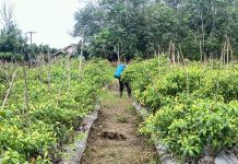 Ingin Tanaman Lebih Subur dan Hasil Panen Meningkat? Petani Cabai Balangan ini Beberkan Cara Pemakaian Pupuknya