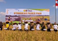 Dinas Pertanian Banjar Bersama Kelompok Tani Bina Guna Gelar Panen Padi Varietas Inpari 32 di Desa Pejambuan