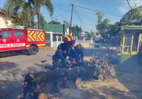 Pohon Tumbang di Sekumpul Ganggu Pengguna Jalan Dibersihkan Petugas DPKP Banjar