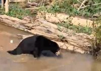 Beruang Gegerkan Kecamatan Kuripan Batola