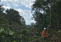 Pastikan Keandalan Listrik di Kalteng, PLN Grebek Jalur Bebas Aman di Muara Teweh