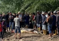 Pemancing di Rokan Hilir Tewas Diterkam Buaya Muara