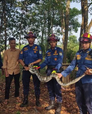 Damkar Banjar Amankan Ular Piton Mangsa Ternak Warga di Labuan Tabu