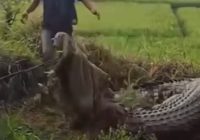 Warga Cianjur Panik, Puluhan Buaya Berukuran Besar Lepas dari Penangkaran