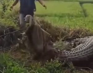 Seekor buaya yang berhasil ditangkap warga Cianjur. (wartabanjar.com - Instagram)