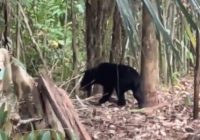 Warga Cemas, Beruang Madu Berkeliaran di Kebun Desa Sarigadung Tanah Bumbu