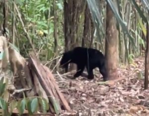 Beruang madu masuk kebun warga Desa Sarigadung, Kecamatan Simpang Empat, Kabupaten Tanah Bumbu. (wartabanjar.com - Ist. TikTok)