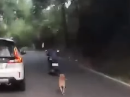 Viral! Anjing Motor Kejar Majikan yang Membuangnya Hingga Kelelahan
