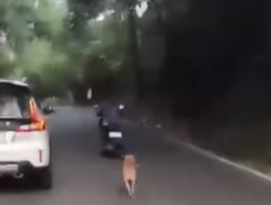 Anjing mengejar majikan yang diduga membuangnya di wilayah Bali. (wartabanjar.com - Ist. @medantalkviral)