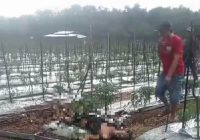 BREAKING NEWS Diduga Tersambar Petir, Seorang Pria Ditemukan di Kebun Desa Bentok Kampung