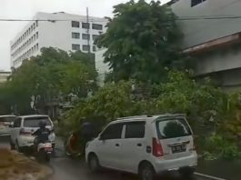 Waspada Pohon Tumbang di Ruas Jalan Kota Banjarmasin Akibat Hujan