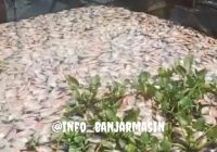Ribuan Ikan Mati Mendadak di Aranio