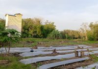 Petani Karet Balangan Pindah Haluan ke Perkebunan karena Sebab ini