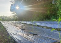 Musim Hujan, Petani di Kabupaten Balangan Manfaatkan untuk Mulai Bercocok Tanam
