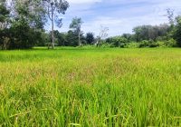 Petani di Balangan Resah dengan Hama Wereng