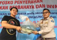 Takut Ditahan, Penghobi Ikan Predator Ramai-Ramai Serahkan Peliharaannya