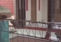 Ngeri! Wabah Tikus Kepung Pemukiman Warga